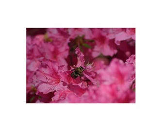 Pink Azalea Floral Foam Board | Close-Up Flower Photography Print