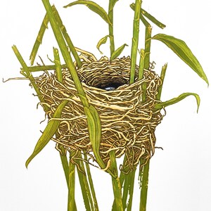 May include: A bird's nest made of twigs and woven into a circular shape. The nest is supported by several green stalks of grass.