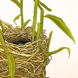 May include: A close-up of a bird's nest made of woven twigs, with green stalks of grass surrounding it. The nest is empty, but there is a small, dark object in the center.