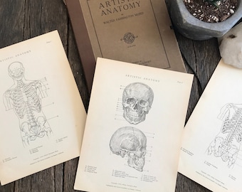 Antique Human Anatomy Illustrations  - 1930 Artistic Anatomy Set Of 50 &quot;Plates&quot; From The Art Guild Academy Of Los Angeles - Walter F Moses