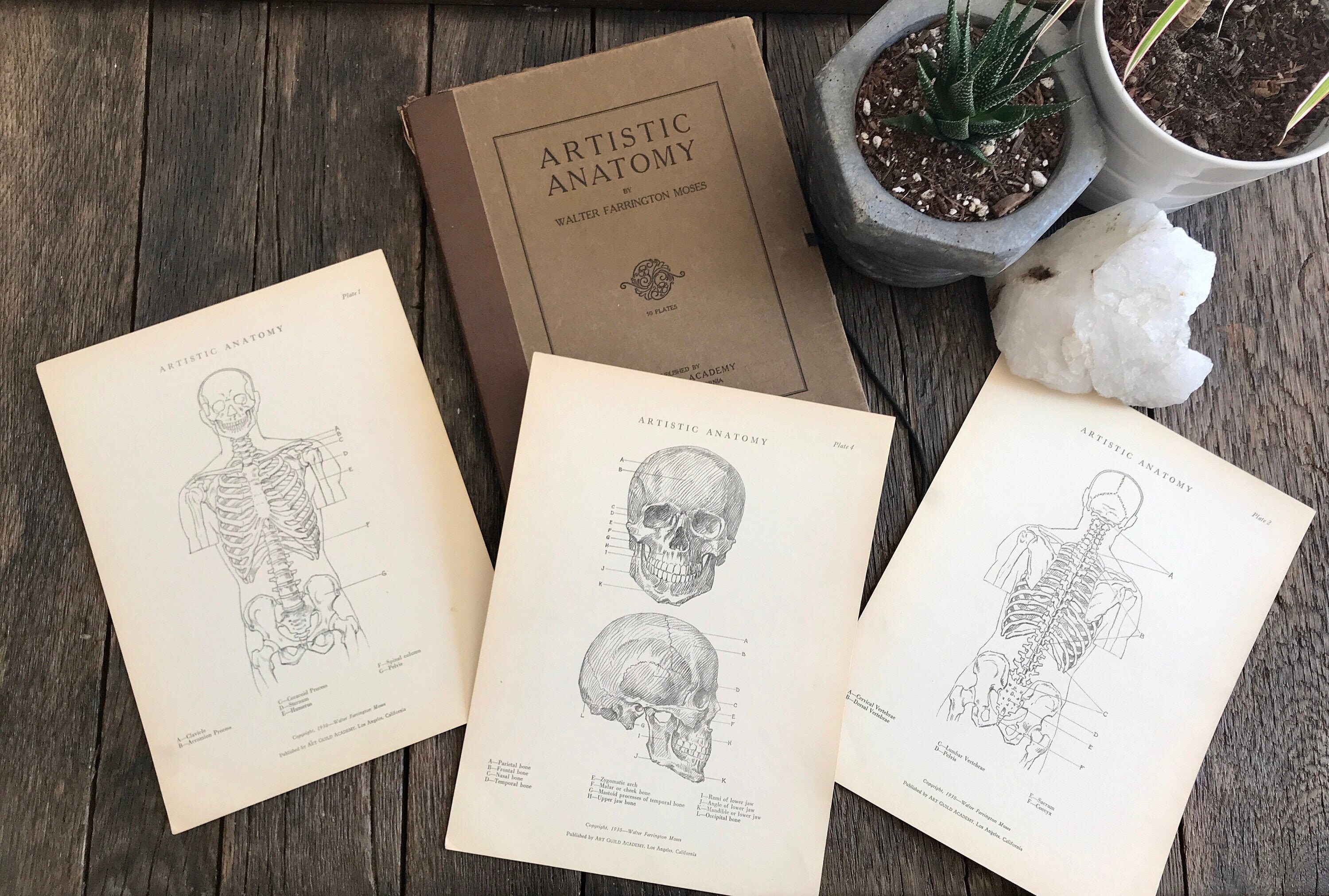 Antique Human Anatomy Illustrations  - 1930 Artistic Anatomy Set Of 50 "Plates" From The Art Guild Academy Of Los Angeles - Walter F Moses