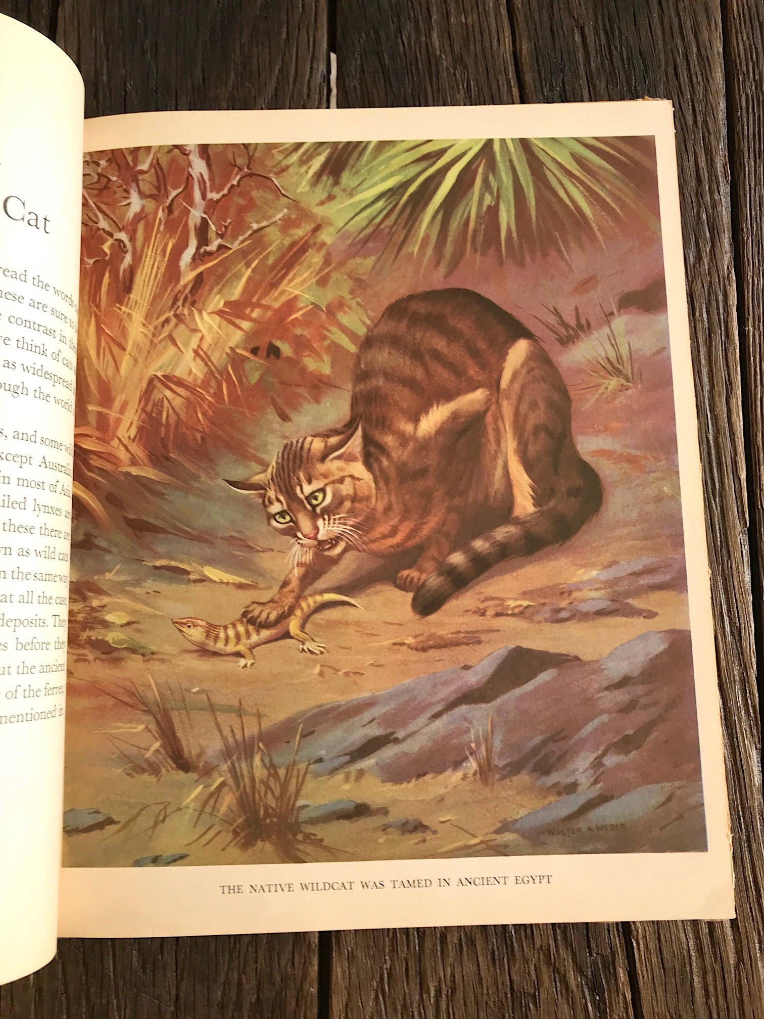 1938 Our Friendly Animals and Whence They Came Book - Illustrated Book ...
