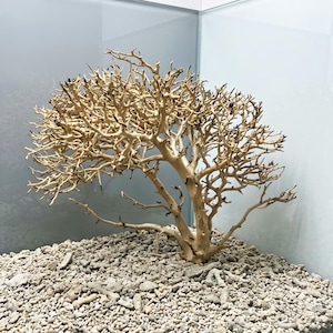 Bonsai Spider Plant - Etsy