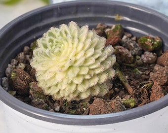 Echeveria Longevity Grass Variegated, planta suculenta / Fácil de cuidar, bonita y duradera para interiores y exteriores