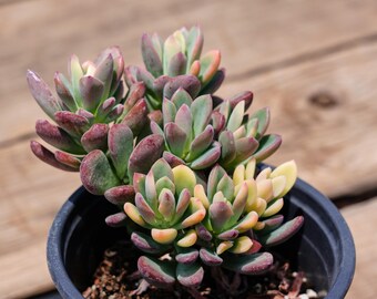 Echeveria cv. Rezry, vetplant | Onderhoudsvriendelijk, schattig en duurzaam voor binnen en buiten