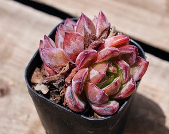 Echeveria Daredevil, planta suculenta / Fácil de cuidar, bonita y duradera para interiores y exteriores
