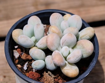 Pachyphytum Cheese, planta suculenta / Fácil de cuidar, bonita y duradera para interiores y exteriores