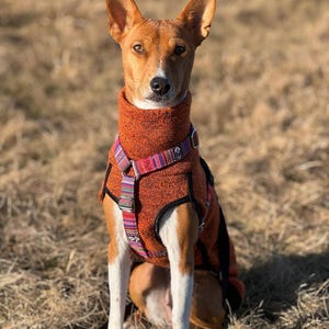 Op de afbeelding: Een bruine en witte Basenji-hond die een feloranje fleece hondenjas draagt met een kleurrijk gepatroneerd harnas. De hond zit op een bed van droog gras.