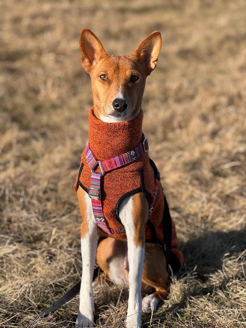 Op de afbeelding: Een bruine en witte Basenji-hond die een feloranje fleece hondenjas draagt met een kleurrijk gepatroneerd harnas. De hond zit op een bed van droog gras.