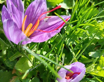 Reserva anticipada de 10 bulbos de azafrán tamaño 7-8 + 0,5 g de azafrán en polvo de los jardines de Alvisi.