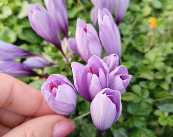 12 bulbi di zafferano Crocus sativus di dimensioni 7-8 + bulbilli provenienti dal nostro giardino fiorito naturale