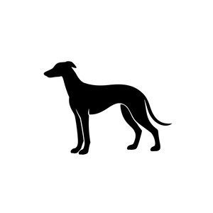 Könnte beinhalten: Eine einfarbige schwarze Silhouette eines Windhundes im Profil, der nach links blickt. Die Grafik zeigt den schlanken Körper, den langen Hals und den geschwungenen Schwanz, die für diese Rasse typisch sind, in einem klaren Vektorstil.