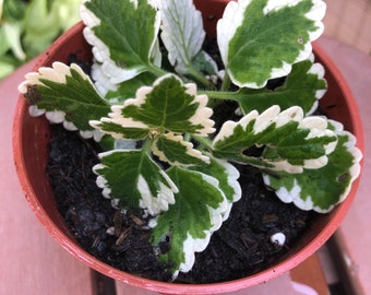 Swedish Ivy Etsy