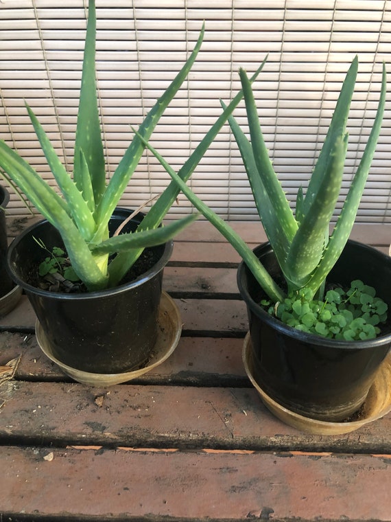 Aloe Vera Natural Healing Plant Live 5-7Tall clipping only no pot