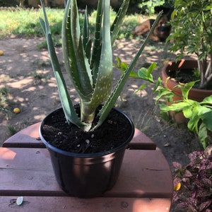 Aloe Vera Plant Live  8-9" Tall  Ready to Ship