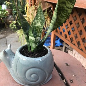 May include: A green and white snake plant in a gray ceramic snail planter. The planter is sitting on a wooden table.