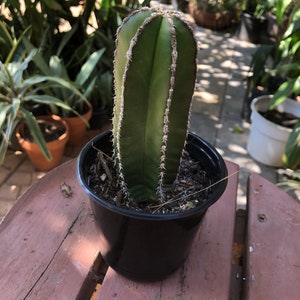 Pachycereus Marginatus Mexican Fence Post Cactus  4=6&quot;tall