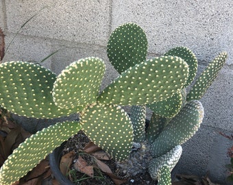 Bunny Ear Cactus Plant Live Plant for the Pads only