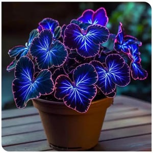 Hosta Bulbs Mix Perennial Shade Heirloom Ornamental Foliage Garden Root Plants