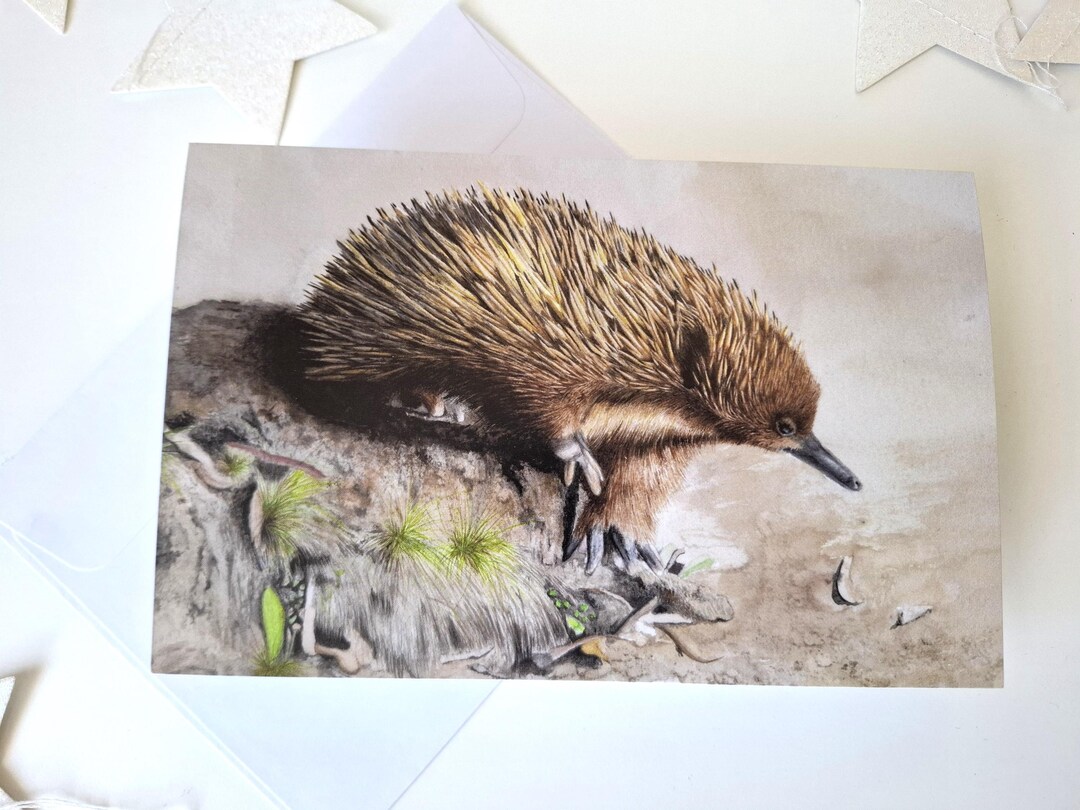 Echidna Art Greeting Card: Australian Wildlife Watercolor Card - Etsy