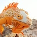 Hossam