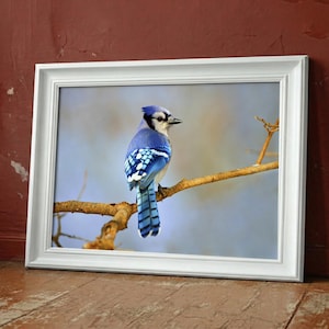 Fauna selvatica Bellissima ghiandaia azzurra Uccello Vintage o incorniciato in legno da parete Aat