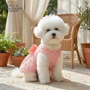 Peut inclure: Un chien Bichon Frise blanc portant une robe rose &agrave; motifs de roses avec un n&oelig;ud assorti. Le chien est assis sur un patio avec des plantes en pot et une chaise en osier. Le texte "PAW CORNER STUDIO" est visible.