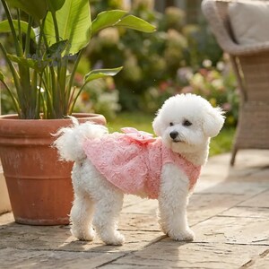Peut inclure: Un petit chien Bichon Frise blanc portant une robe rose &agrave; motifs de roses avec un n&oelig;ud. Le chien se tient sur un patio en pierre devant une plante en pot et une chaise en osier. La robe est sans manches.