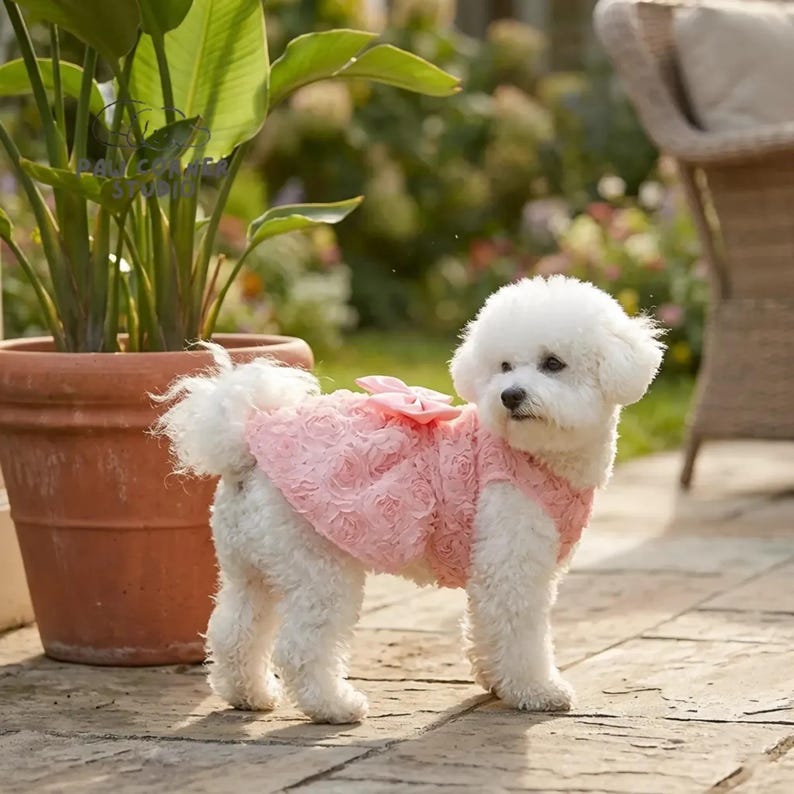 Peut inclure: Un petit chien Bichon Frise blanc portant une robe rose &agrave; motifs de roses avec un n&oelig;ud. Le chien se tient sur un patio en pierre devant une plante en pot et une chaise en osier. La robe est sans manches.