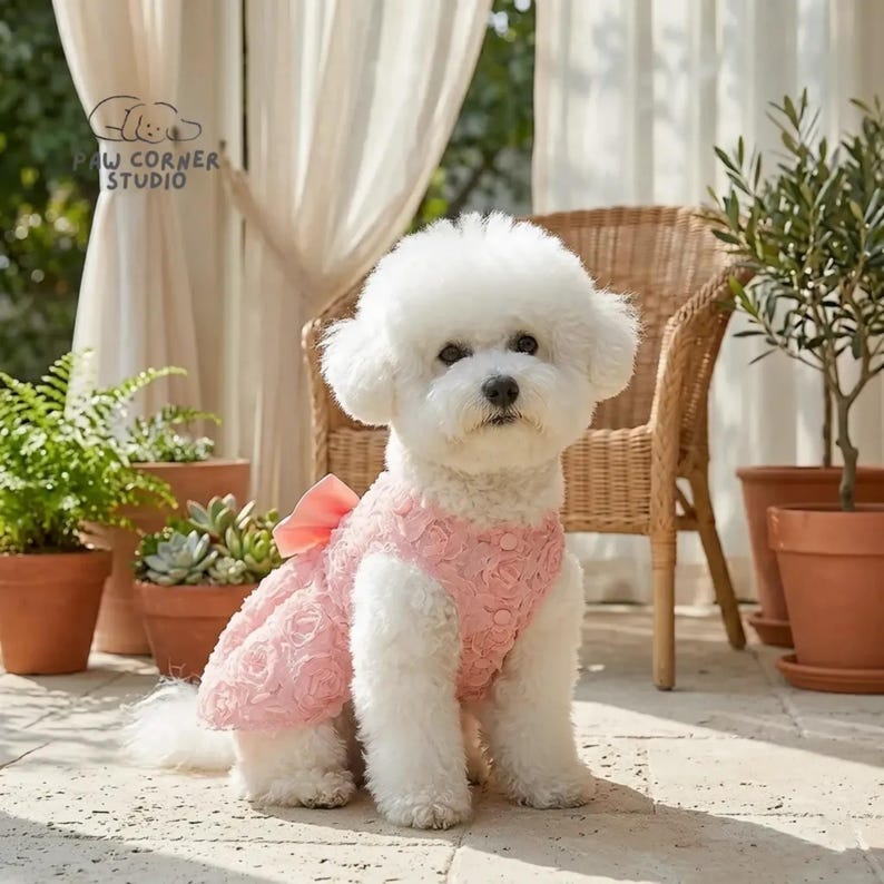 Peut inclure: Un chien Bichon Frise blanc portant une robe rose &agrave; motifs de roses avec un n&oelig;ud assorti. Le chien est assis sur un patio avec des plantes en pot et une chaise en osier. Le texte "PAW CORNER STUDIO" est visible.