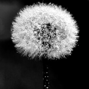 Peut inclure: Une photographie en noir et blanc d'une tête de graine de pissenlit, également appelée pappus, recouverte de minuscules gouttelettes d'eau. La structure sphérique, blanche et duveteuse est centrée sur un fond noir uni, avec une tige fine.