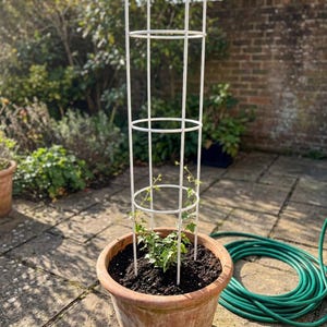 May include: A tall white cylindrical plant trellis made of thin metal rods and circular rings, positioned inside a terracotta-coloured pot filled with dark soil and a small green climbing plant with ivy-like leaves growing at the base.
