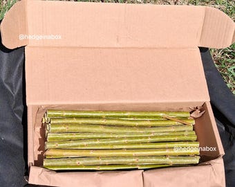 50 Willow Shrub Cuttings