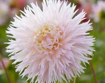 Tubérculo de dahlia ‘Nadia Ruth’ / Dalia cactus grande / Flor de color rosa pálido y crema