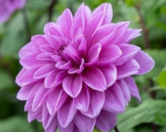 Dahlie ‚Fliederzeit‘ Knollen | GROSSE Dekorative Dahlie | Lila Lavendel Schnittblume