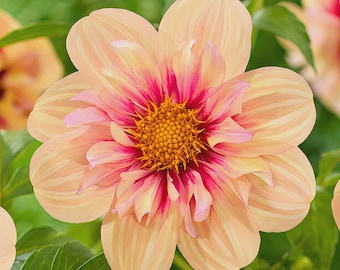 Dahlia 'rabarber en vla' knol | Kraag dahlia | Snijbloem perzik en framboos