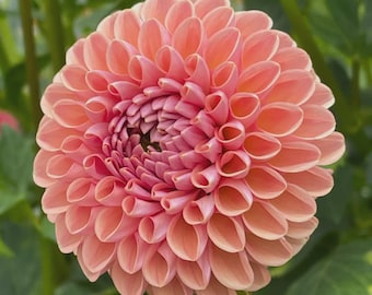 Dalia ‘Linda’s Baby’ Tubero / Dalia a palla / Fiore reciso rosa pesca