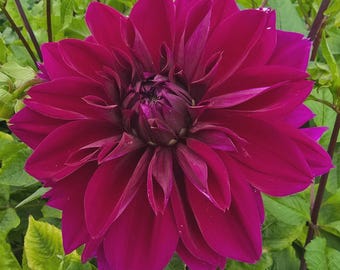 Tubérculo de dahlia ‘Thomas Edison’ / Dahlia de plato / Flor cortada de color púrpura intenso y aterciopelado