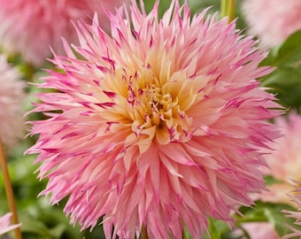 Dahlie ‘Pineland's Princess’ Knollen | Große gezackte dekorative Dahlie | Rosa-Creme-Fuschia Schnittblume