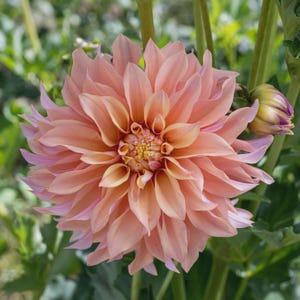 Dahlia ‘Tyrell’ Tuber | Decorative Dahlia | Apricot Cut Flower