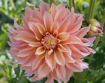 Tubérculo de dahlia ‘Tyrell’ / Dalia decorativa / Flor cortada de color albaricoque