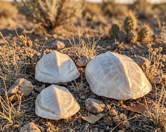 White Turtle Shell Specimen｜Real Carapace 3.5–5.5 Inch｜Premium Clean Bone｜Curiosity Decor｜Collector Display Piece