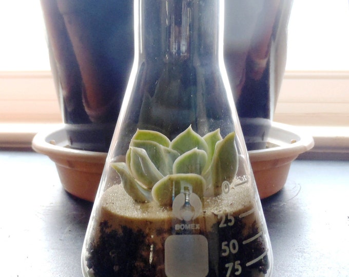 Erlenmeyer Flask Succulent Terrarium Etsy