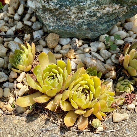 20 Hens and Chicks cuttings Sempervivum | Etsy