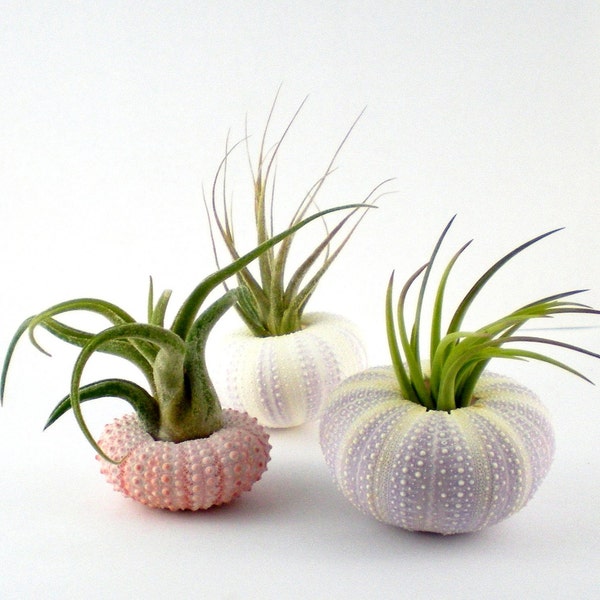 Three Air Plants in Sea Urchin Shells:  Pink and Purple Nautical Tillandsia Set