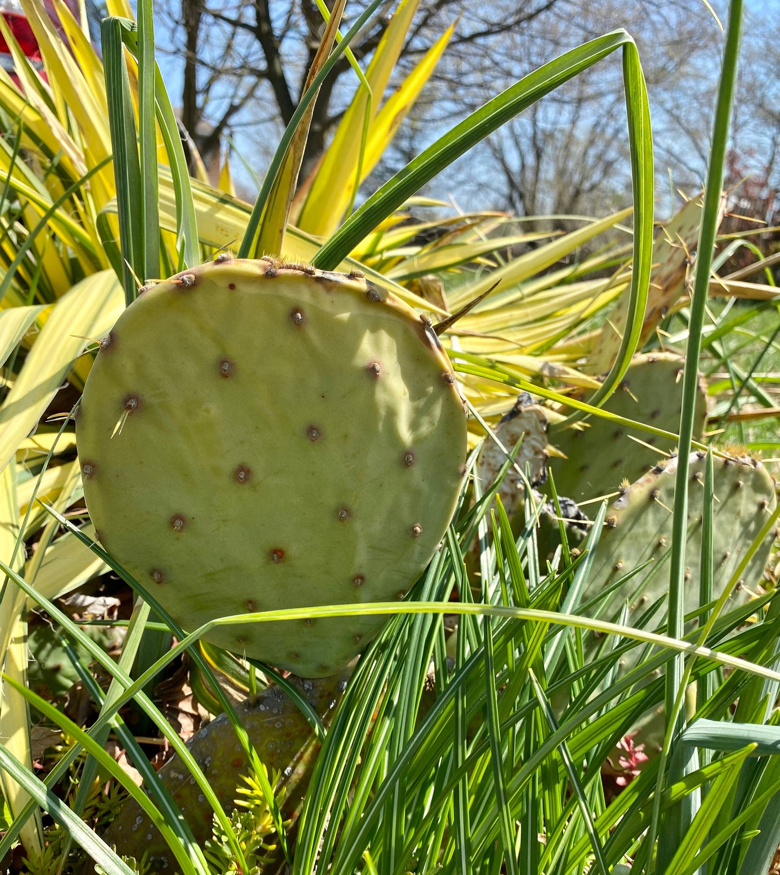 5 Assorted Prickly Pear Cactus Pads opuntia Etsy