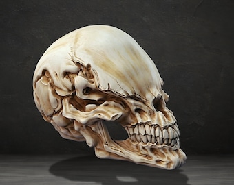 Modelo 3D de cráneo ciego (archivo STL, descarga digital)
