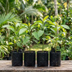 May include: Four young avocado plants in black plastic pots, each with vibrant green leaves. The plants are on a weathered wooden surface, with a blurred green background of foliage.