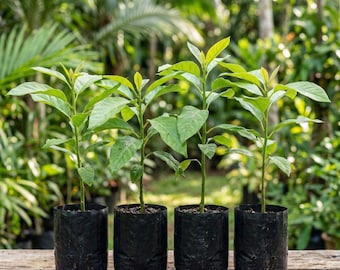 Planta joven de aguacate Hass, plántula viva para cultivo en interior y exterior, árbol frutal, maceta para jardín.
