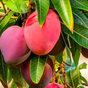 Könnte beinhalten: Nahaufnahme eines Mangobaums mit reifen Mangos. Die Mangos zeigen einen Farbverlauf von tiefem Lila bis zu leuchtendem Rosa und Rot. Die Blätter sind ein sattes Grün und bilden einen auffälligen Kontrast zu den Früchten.